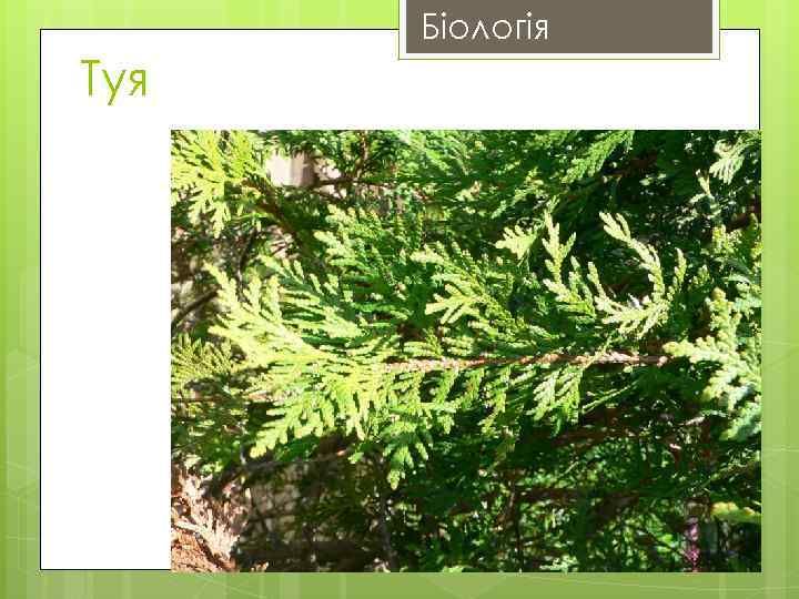 Біологія Туя 