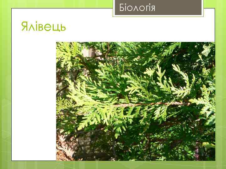 Біологія Ялівець 