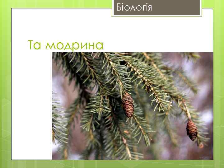 Біологія Та модрина 