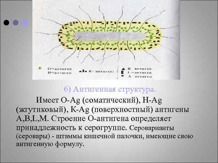 6) Антигенная структура. Имеет О-Аg (соматический), Н-Аg (жгутиковый), К-Аg (поверхностный) антигены A, B, L,