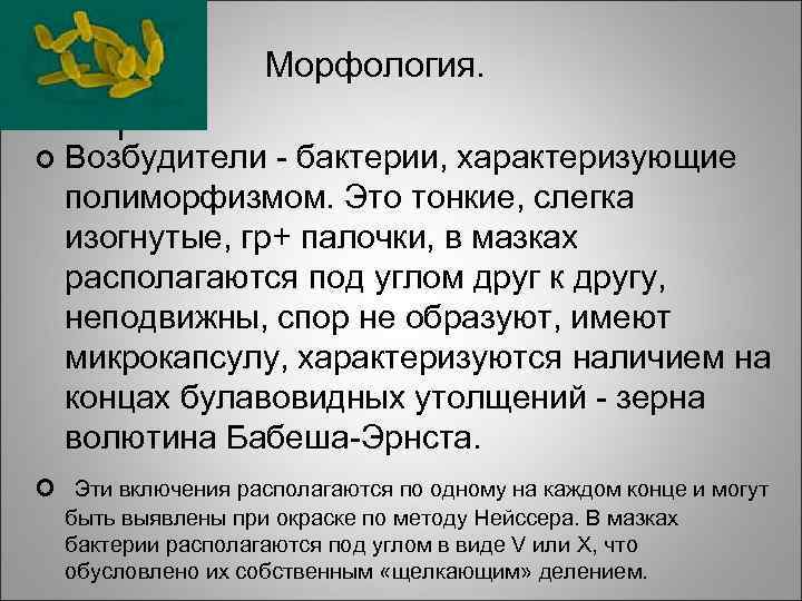 Морфология. Возбудители - бактерии, характеризующие полиморфизмом. Это тонкие, слегка изогнутые, гр+ палочки, в мазках