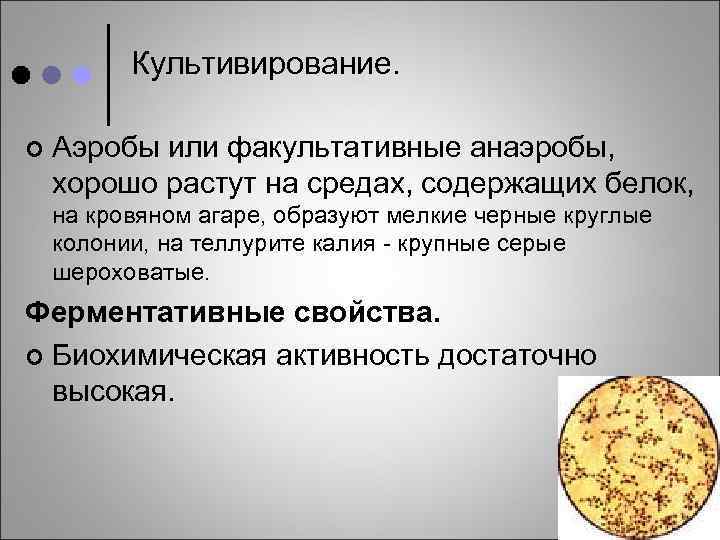 Культивирование. ¢ Аэробы или факультативные анаэробы, хорошо растут на средах, содержащих белок, на кровяном