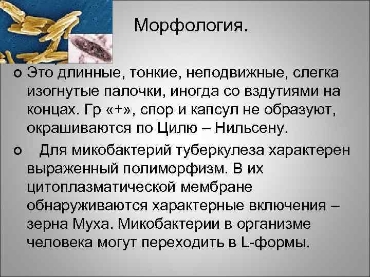 Морфология. Это длинные, тонкие, неподвижные, слегка изогнутые палочки, иногда со вздутиями на концах. Гр