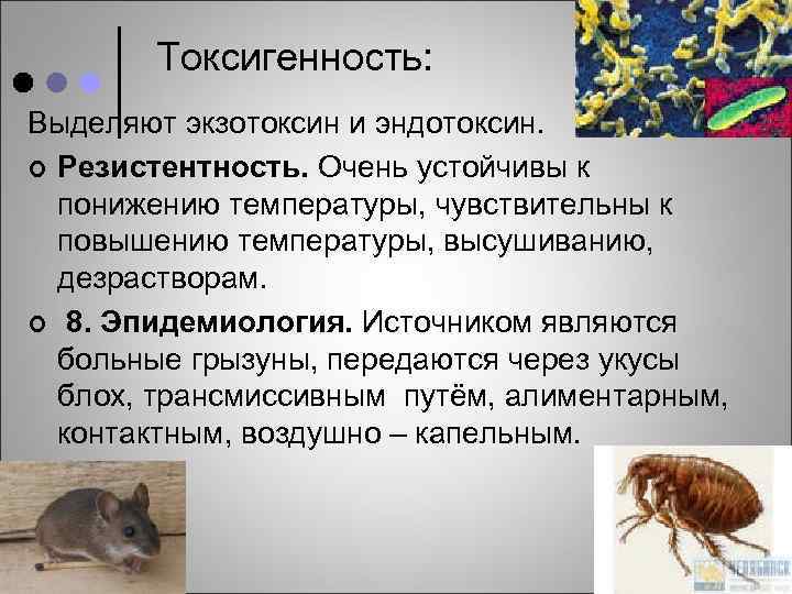 Токсигенность: Выделяют экзотоксин и эндотоксин. ¢ Резистентность. Очень устойчивы к понижению температуры, чувствительны к