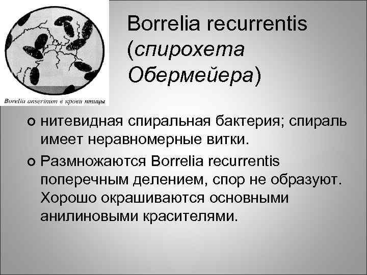 Borrelia recurrentis (спирохета Обермейера) нитевидная спиральная бактерия; спираль имеет неравномерные витки. ¢ Размножаются Borrelia