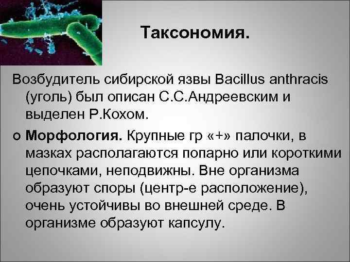 Таксономия. Возбудитель сибирской язвы Bacillus anthracis (уголь) был описан С. С. Андреевским и выделен