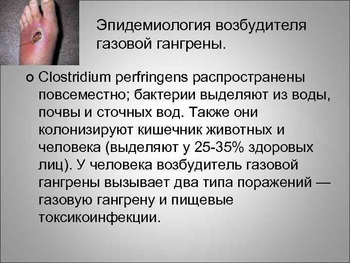 Эпидемиология возбудителя газовой гангрены. ¢ Clostridium perfringens распространены повсеместно; бактерии выделяют из воды, почвы