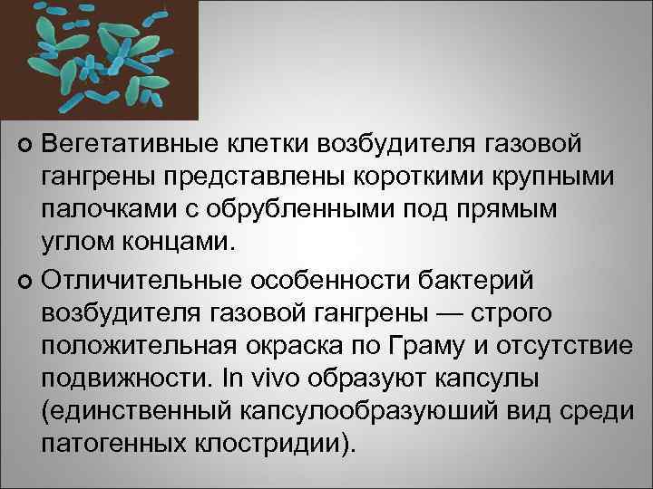 Вегетативные клетки возбудителя газовой гангрены представлены короткими крупными палочками с обрубленными под прямым углом
