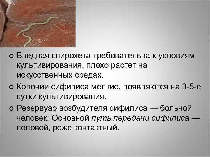 ¢ ¢ ¢ Бледная спирохета требовательна к условиям культивирования, плохо растет на искусственных средах.