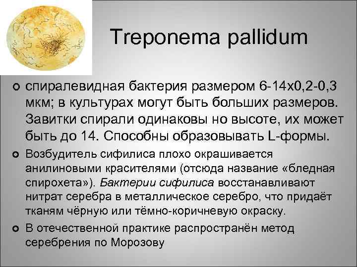 Тreponema pallidum ¢ спиралевидная бактерия размером 6 -14 x 0, 2 -0, 3 мкм;