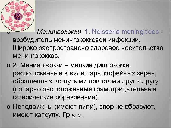 ¢ ¢ ¢ Менингококки 1. Neisseria meningitides - возбудитель менингококковой инфекции. Широко распространено здоровое