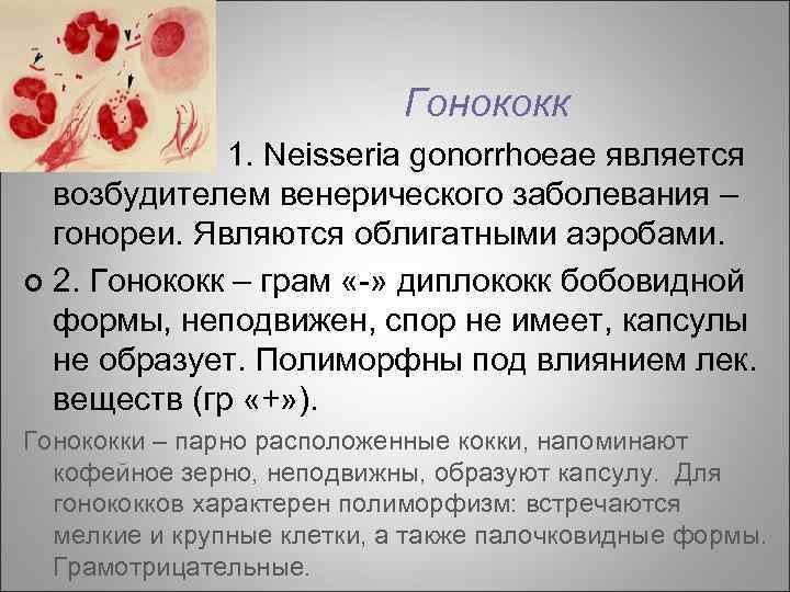¢ Гонококк 1. Neisseria gonorrhoeae является возбудителем венерического заболевания – гонореи. Являются облигатными аэробами.