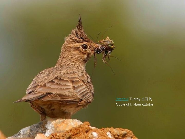 Istanbul Turkey 土耳其 Copyright: alper oztutar 