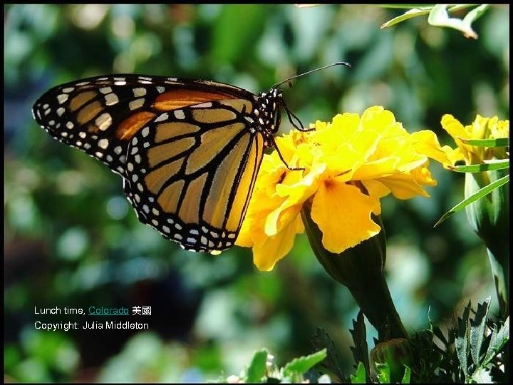 Lunch time, Colorado 美國 Copyright: Julia Middleton 