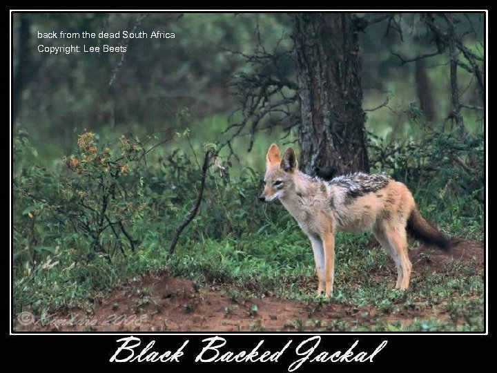 back from the dead South Africa Copyright: Lee Beets 