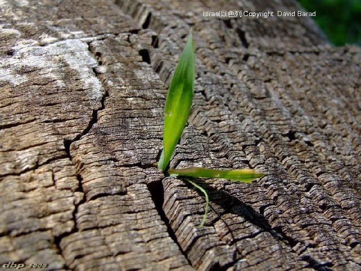 Israel以色列 Copyright: David Barad 