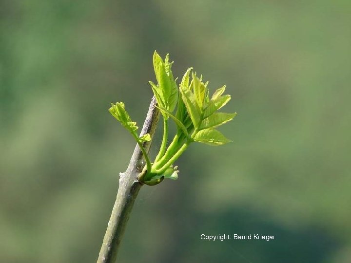 Copyright: Bernd Krieger 