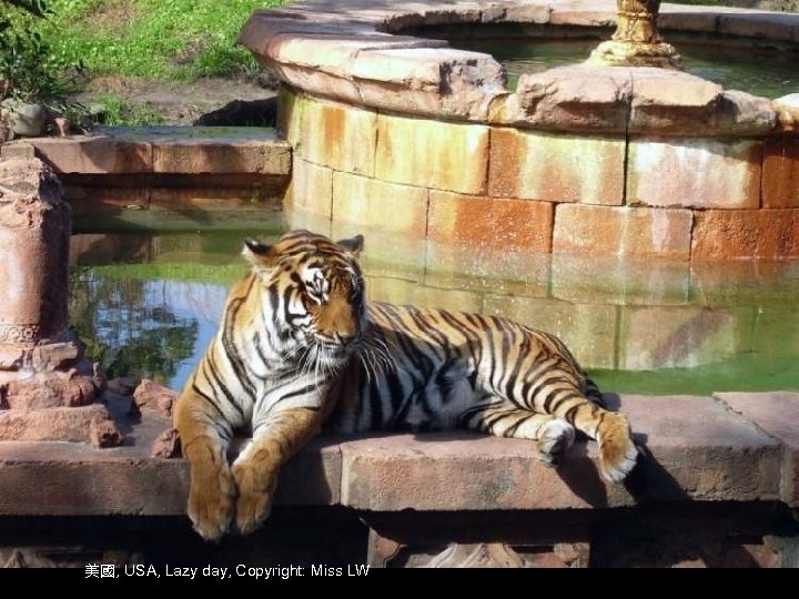 美國, USA, Lazy day, Copyright: Miss LW 