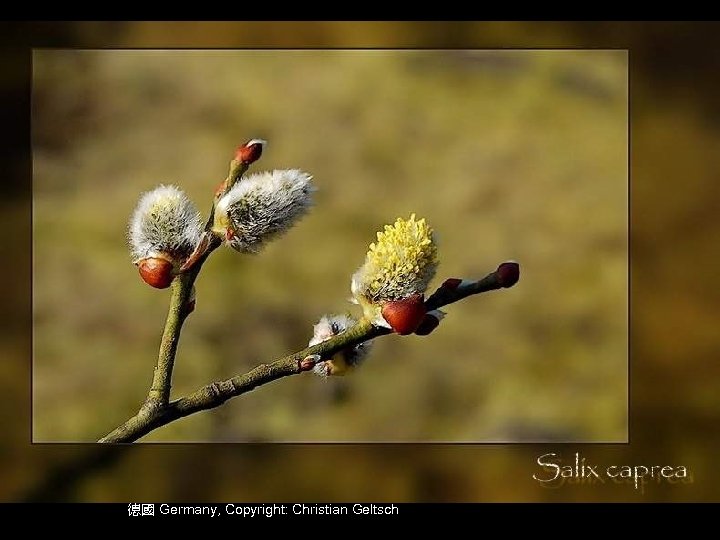 德國 Germany, Copyright: Christian Geltsch 
