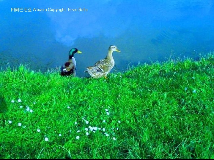 阿爾巴尼亞 Albania Copyright: Ervis Balla 