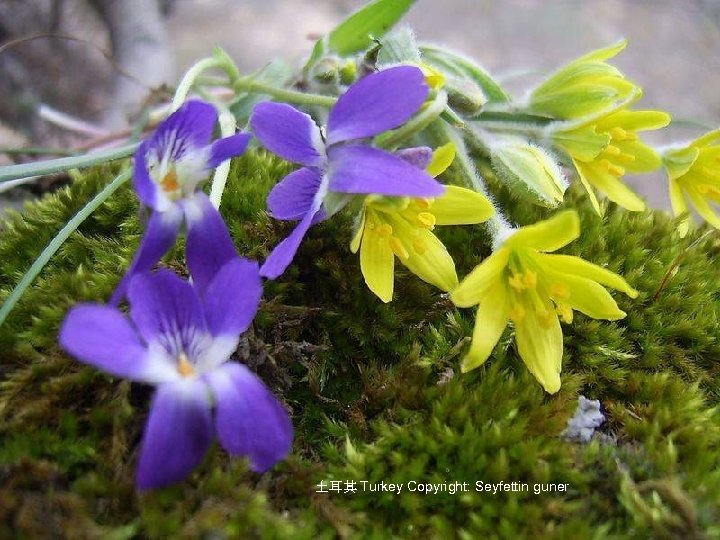 土耳其 Turkey Copyright: Seyfettin guner 