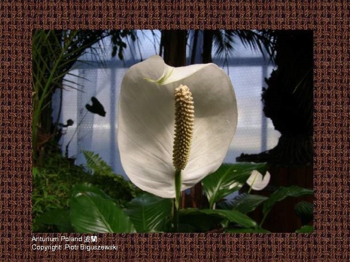 Anturium Poland 波蘭 Copyright: Piotr Biguszewski 