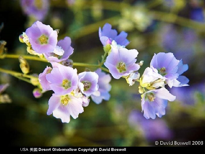 USA 美國 Desert Globemallow Copyright: David Boswell 