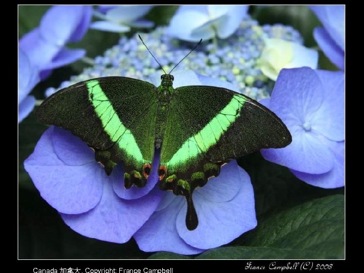 Canada 加拿大, Copyright: France Campbell 