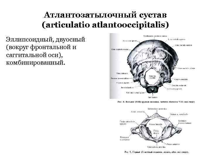 Атлантозатылочный сустав (articulatio atlantooccipitalis) Эллипсоидный, двуосный (вокруг фронтальной и саггитальной оси), комбинированный. 