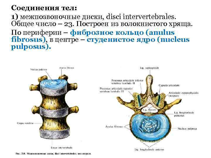 Соединения тел: 1) межпозвоночные диски, disci intervertebrales. Общее число – 23. Построен из волокнистого