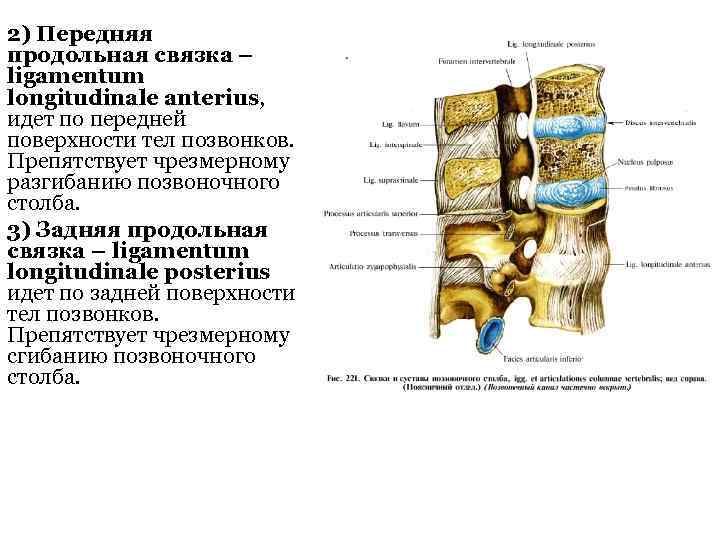 2) Передняя продольная связка – ligamentum longitudinale anterius, идет по передней поверхности тел позвонков.