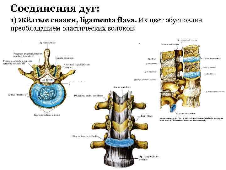 Соединения дуг: 1) Жёлтые связки, ligamenta flava. Их цвет обусловлен преобладанием эластических волокон. 