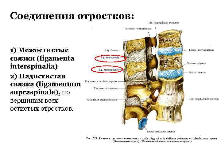 Соединения отростков: 1) Межостистые связки (ligamenta interspinalia) 2) Надостистая связка (ligamentum supraspinale), по вершинам