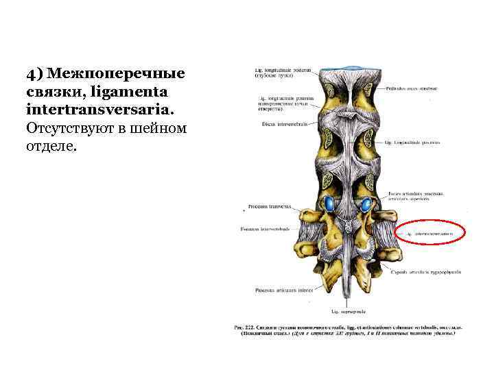 4) Межпоперечные связки, ligamenta intertransversaria. Отсутствуют в шейном отделе. 