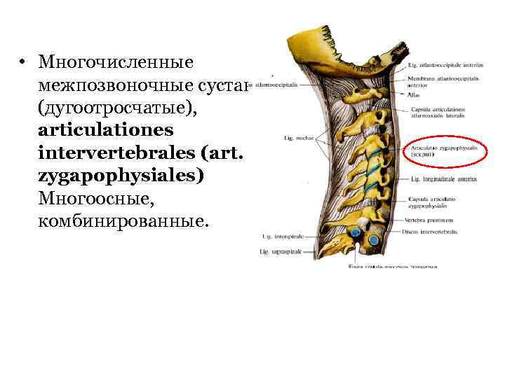  • Многочисленные межпозвоночные суставы, (дугоотросчатые), articulationes intervertebrales (art. zygapophysiales) Многоосные, комбинированные. 