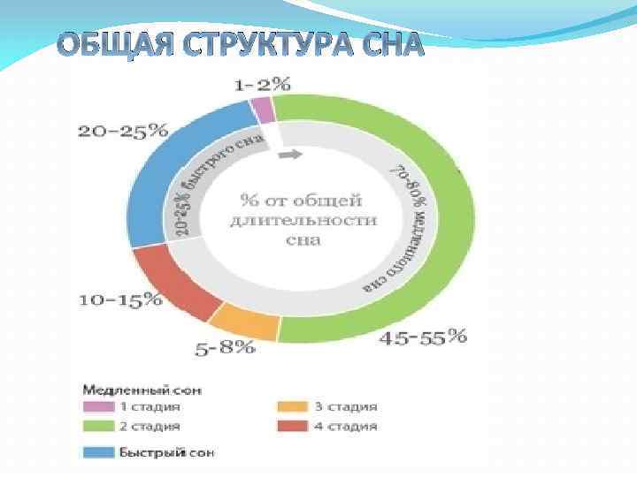 ОБЩАЯ СТРУКТУРА СНА 