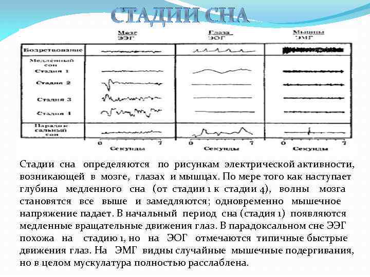 СТАДИИ СНА Стадии сна определяются по рисункам электрической активности, возникающей в мозге, глазах и