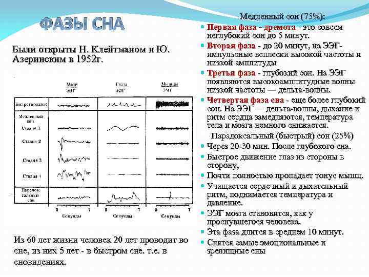 ФАЗЫ СНА Были открыты Н. Клейтманом и Ю. Азеринским в 1952 г. Из 60