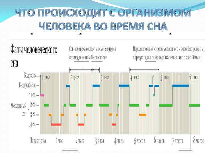 ЧТО ПРОИСХОДИТ С ОРГАНИЗМОМ ЧЕЛОВЕКА ВО ВРЕМЯ СНА Нормальный сон состоит из 4 -6