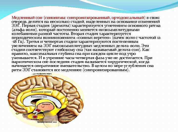 Медленный сон (синонимы: синхронизированный, ортодоксальный) в свою очередь делится на несколько стадий, выделенных на