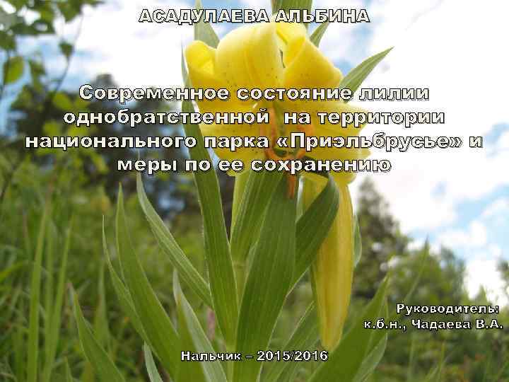АСАДУЛАЕВА АЛЬБИНА Современное состояние лилии однобратственной на территории национального парка «Приэльбрусье» и меры по