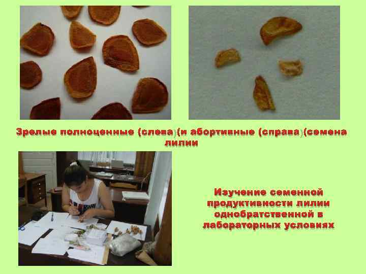 Зрелые полноценные (слева) и абортивные (справа) семена лилии Изучение семенной продуктивности лилии однобратственной в
