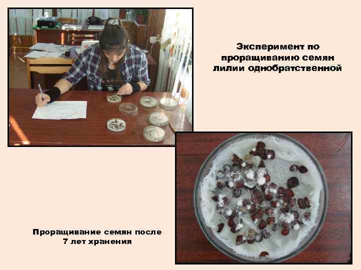 Эксперимент по проращиванию семян лилии однобратственной Проращивание семян после 7 лет хранения 