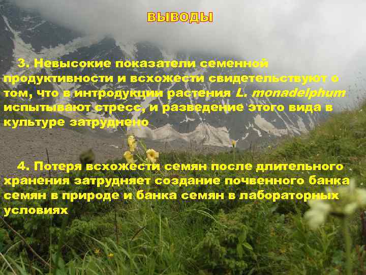 ВЫВОДЫ 3. Невысокие показатели семенной продуктивности и всхожести свидетельствуют о том, что в интродукции