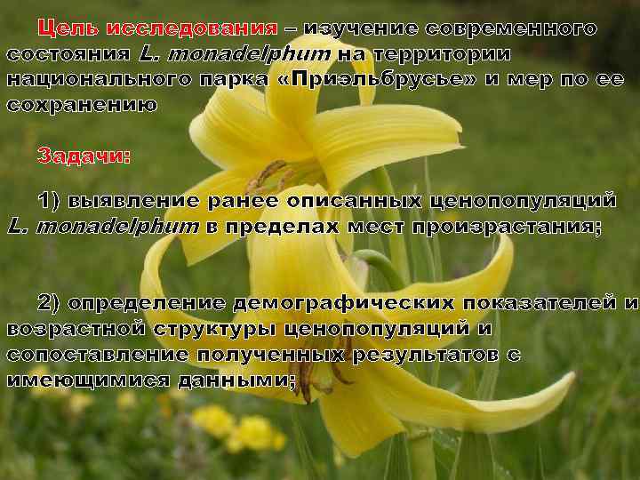 Цель исследования – изучение современного состояния L. monadelphum на территории национального парка «Приэльбрусье» и