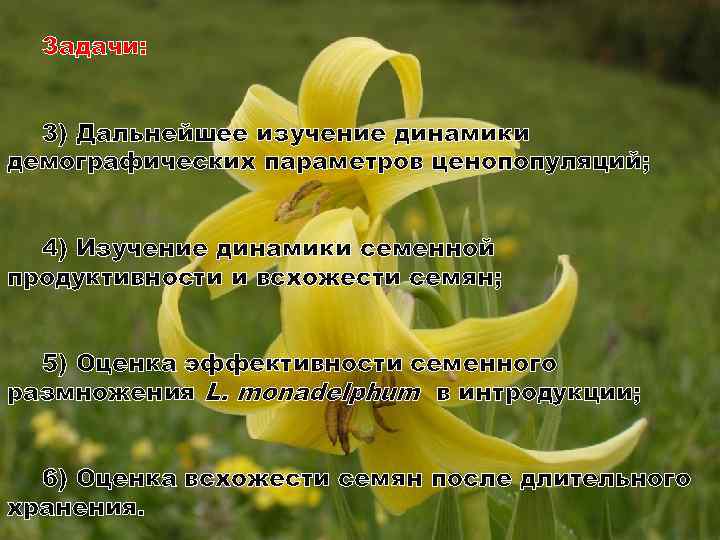Задачи: 3) Дальнейшее изучение динамики демографических параметров ценопопуляций; 4) Изучение динамики семенной продуктивности и