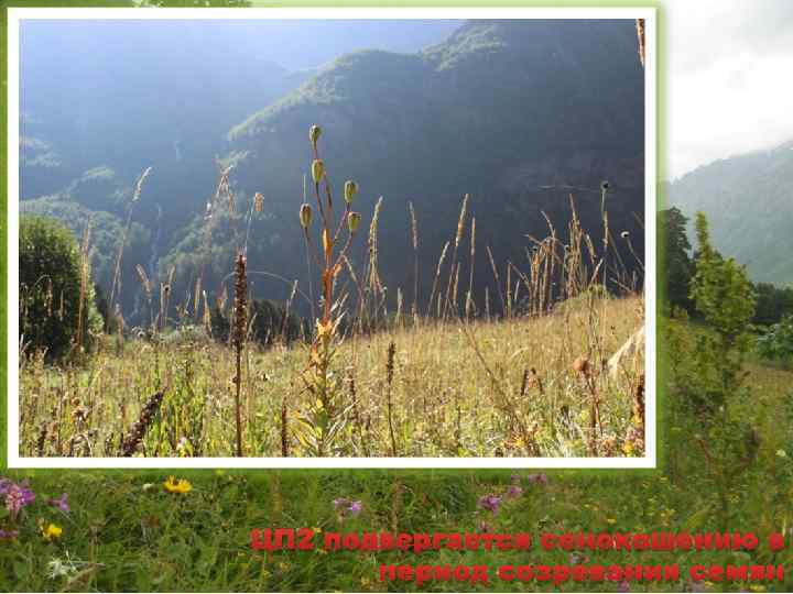 ЦП 2 подвергается сенокошению в период созревания семян 