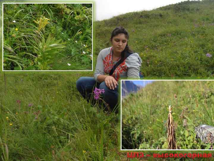 ЦП 3 – высокогорная 