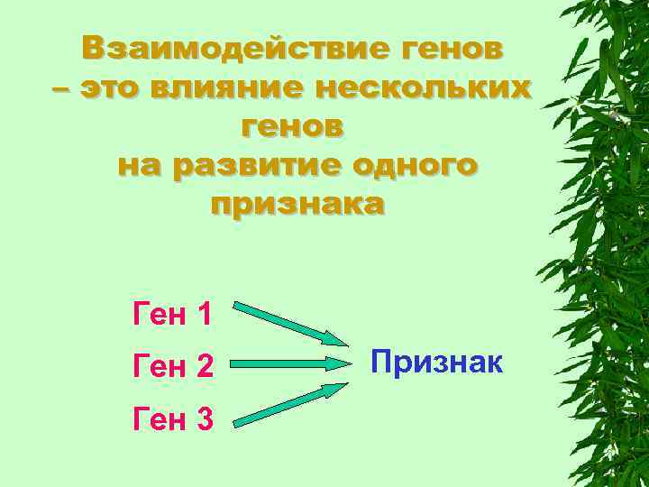 Взаимодействие генов – это влияние нескольких генов на развитие одного признака Ген 1 Ген