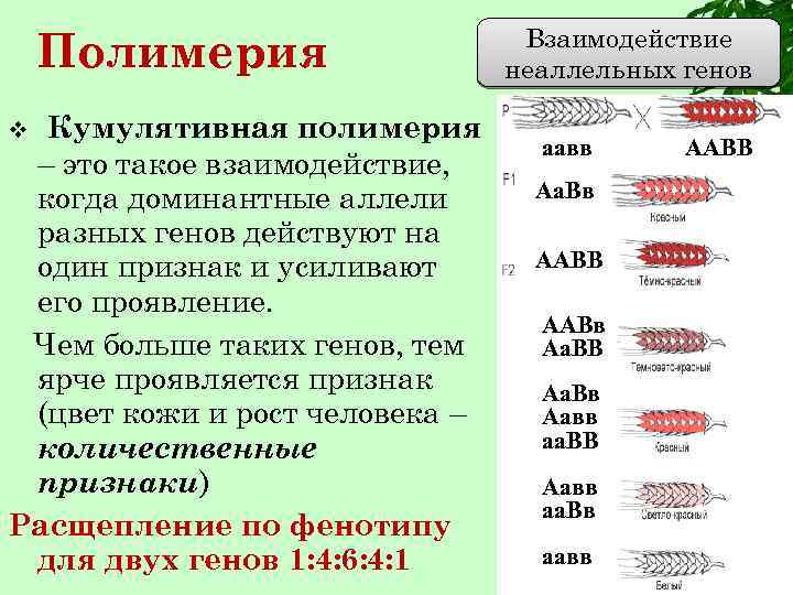 Признаки полимерии